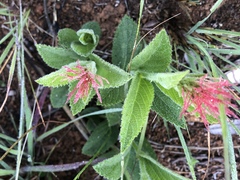 Acalypha wilmsii