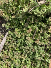 Polycarpon tetraphyllum tetraphyllum