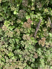 Polycarpon tetraphyllum tetraphyllum