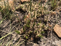 Psammotropha
