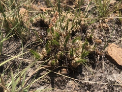 Psammotropha