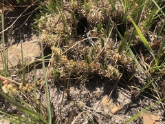 Psammotropha