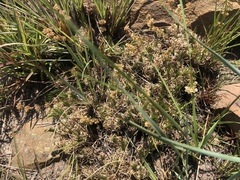 Psammotropha