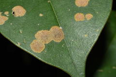 Cephaleuros virescens