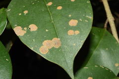 Cephaleuros virescens