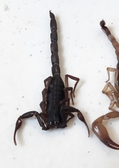 Centruroides gracilis