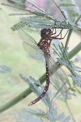 Dendroaeschna conspersa