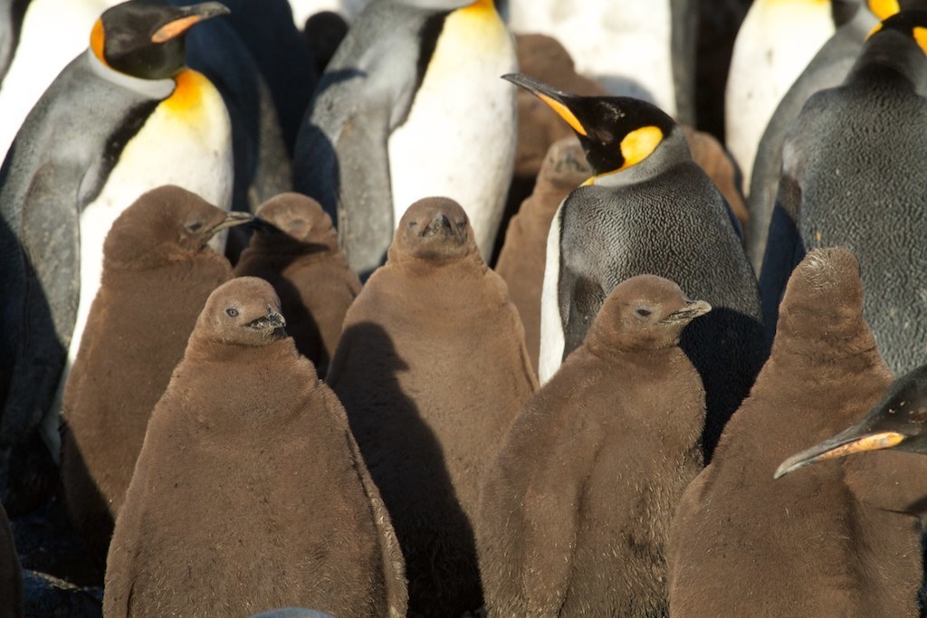 King Penguin
