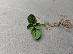Lysimachia japonica