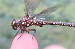 Dendroaeschna conspersa