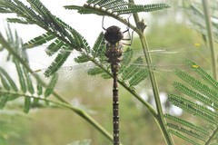 Dendroaeschna conspersa
