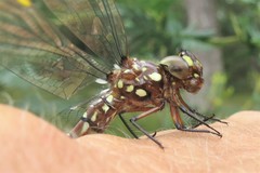 Dendroaeschna conspersa