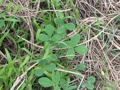 Ophisaurus attenuatus