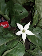 Jaborosa integrifolia