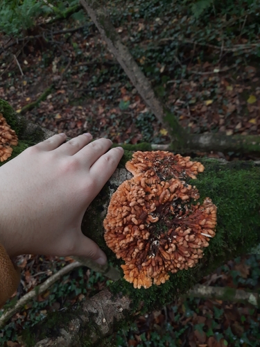 Hazel Gloves