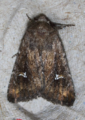 Tricholita fistula