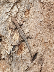Lampropholis guichenoti