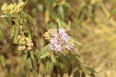 Chromolaena leivensis