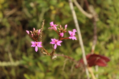 Epidendrum arachnoglossum