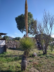 Dasylirion acrotrichum