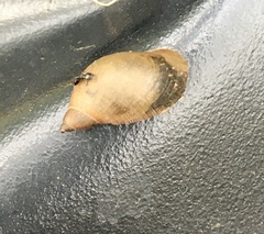 Pseudosuccinea columella