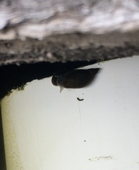 Pseudosuccinea columella