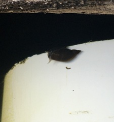 Pseudosuccinea columella