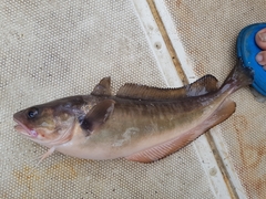 Pseudophycis palmata
