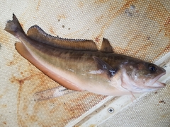 Pseudophycis palmata