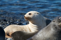 Arctocephalus gazella