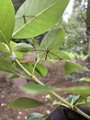 Aurotipula clara