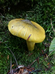 Tricholoma sejunctum
