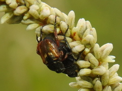 Strigoderma mexicana