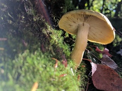 Tricholoma sejunctum