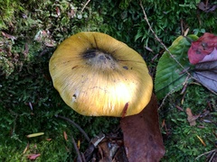 Tricholoma sejunctum