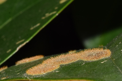 Cephaleuros virescens