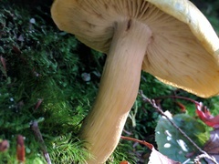 Tricholoma sejunctum