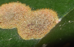 Cephaleuros virescens