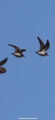Calidris melanotos