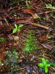 Hymenophyllum demissum