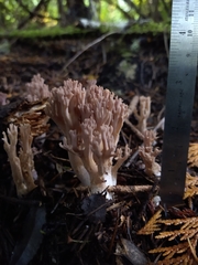 Ramaria violaceibrunnea