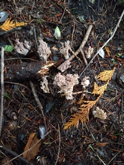 Ramaria violaceibrunnea