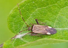 Adelphocoris vandalicus