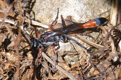 Ammophila heydeni