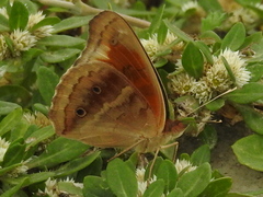Junonia stemosa