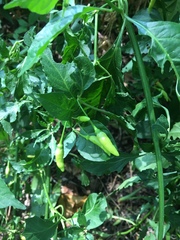 Capsicum frutescens