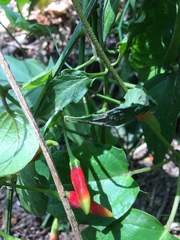 Capsicum frutescens