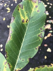 Ophiognomonia leptostyla