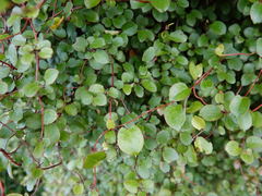 Muehlenbeckia australis × complexa