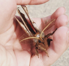 Antheraea polyphemus
